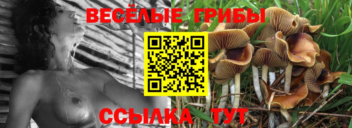 Светлоград  Псилоцибиновые грибы Cubensis  Вход с VPN 